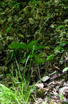 Ravine sedge